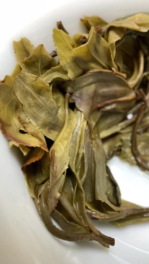 13年无使用化肥茶园普洱生茶2025-hst
